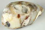 1.74" Chalcedony Replaced Gastropod With Sparkly Quartz - India - #188792-1